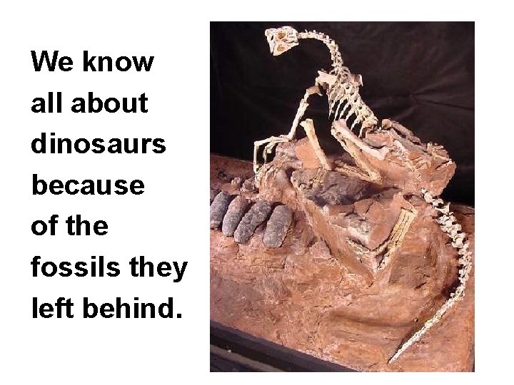 We know all about dinosaurs because of the fossils they left behind. 