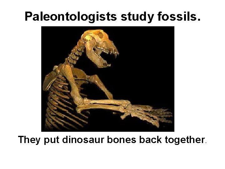 Paleontologists study fossils. They put dinosaur bones back together. 