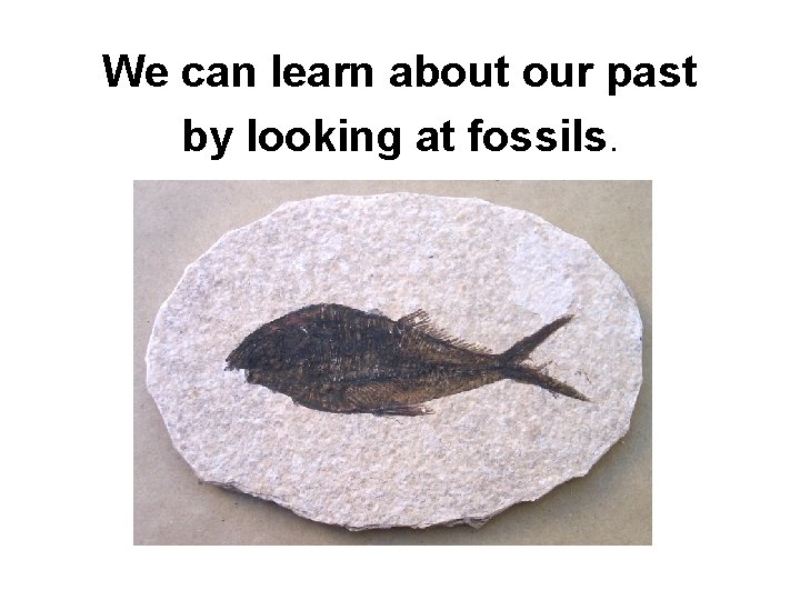 We can learn about our past by looking at fossils. 