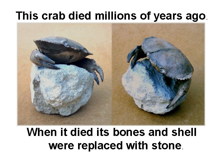 This crab died millions of years ago. When it died its bones and shell