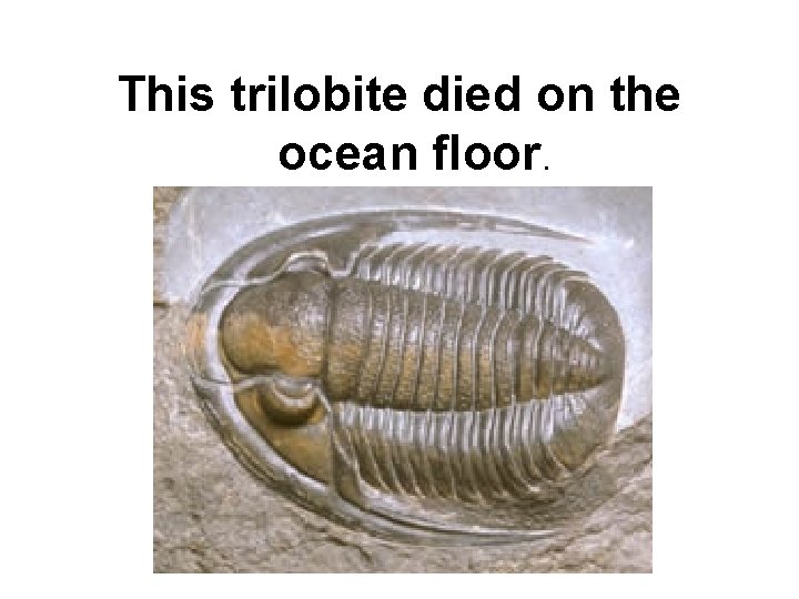 This trilobite died on the ocean floor. 