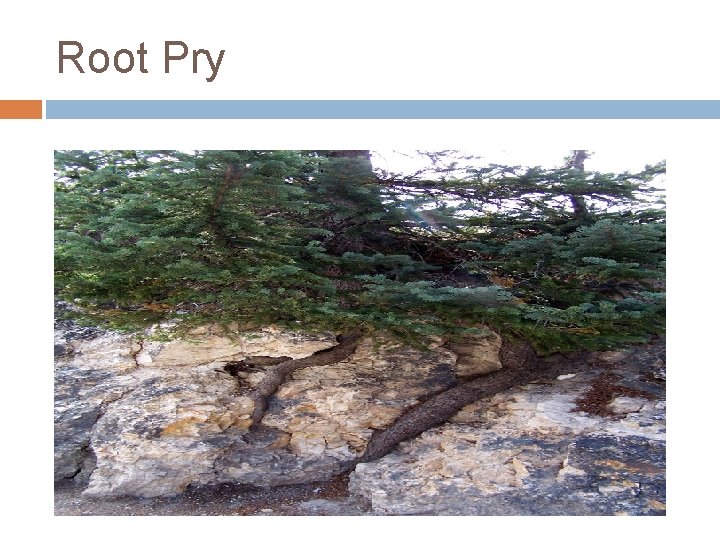 Root Pry 