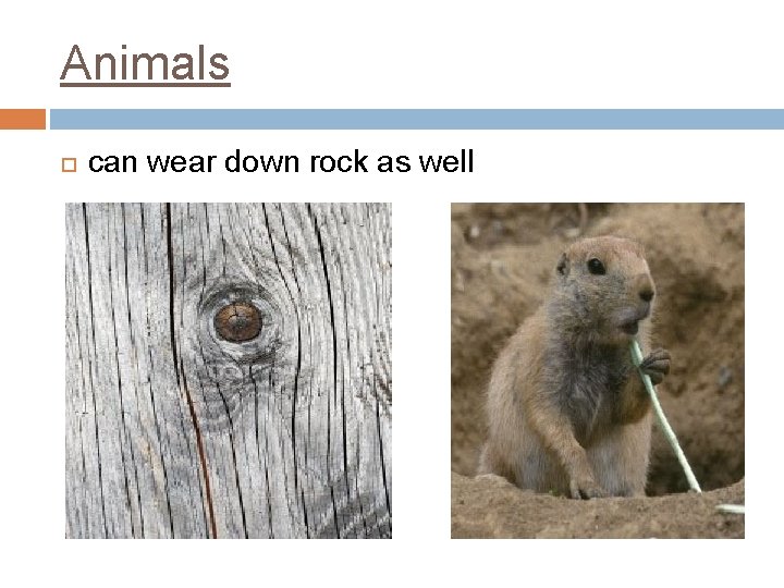 Animals can wear down rock as well 