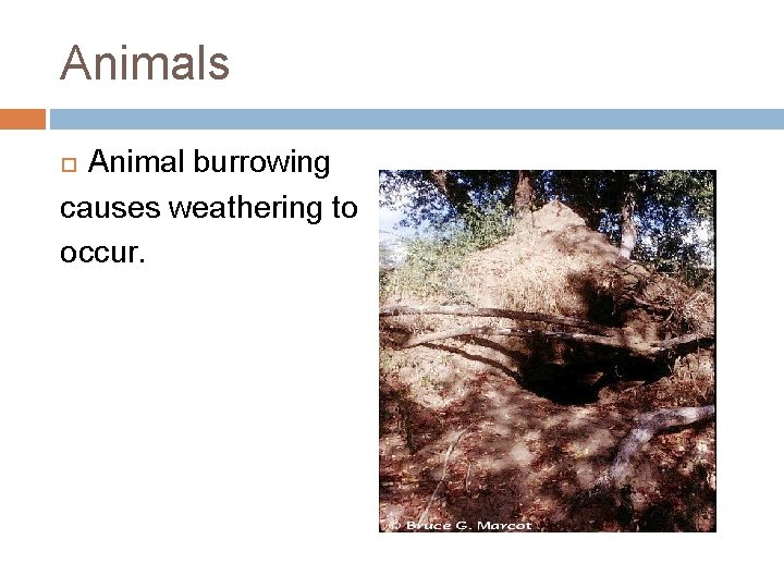 Animals Animal burrowing causes weathering to occur. 