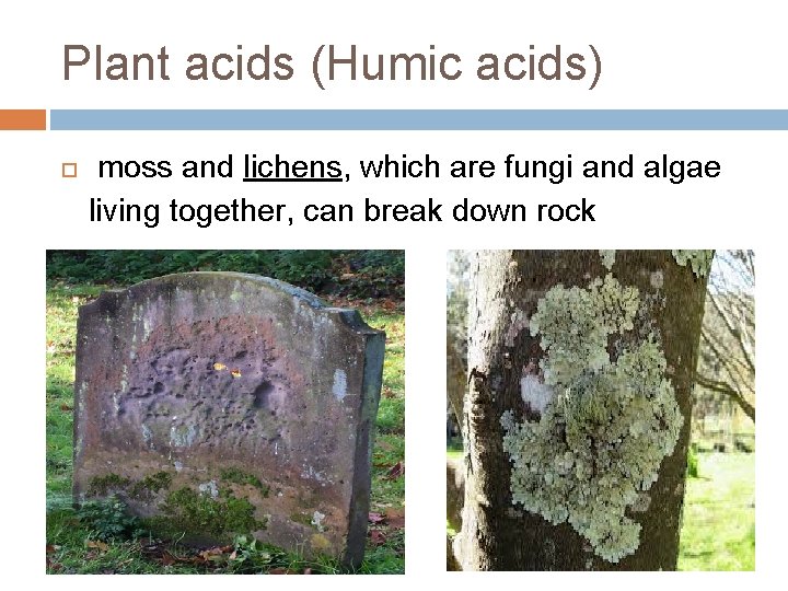 Plant acids (Humic acids) moss and lichens, which are fungi and algae living together,