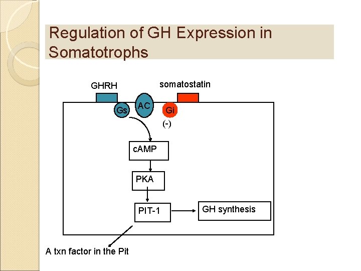 Regulation of GH Expression in Somatotrophs somatostatin GHRH Gs AC Gi (-) c. AMP