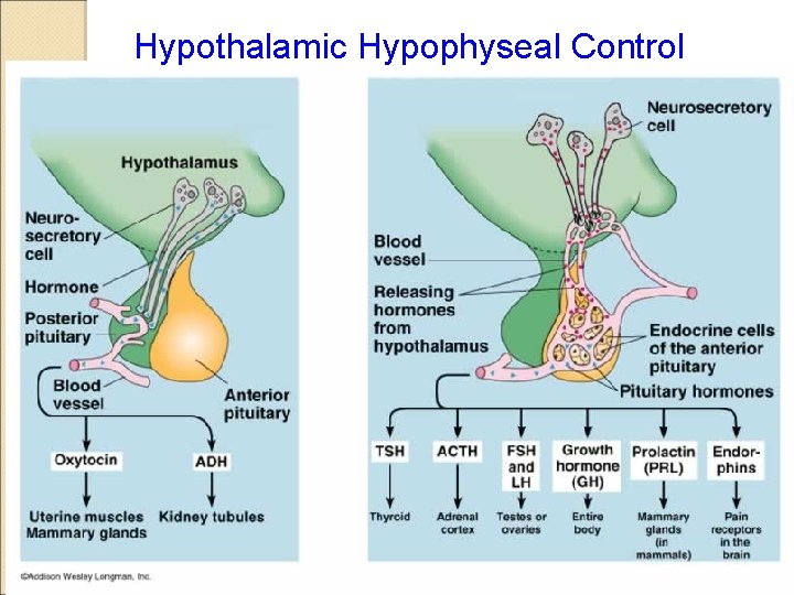 Hypothalamic Hypophyseal Control 