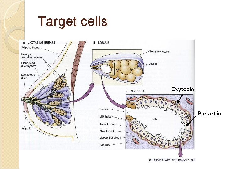 Target cells Oxytocin Prolactin 