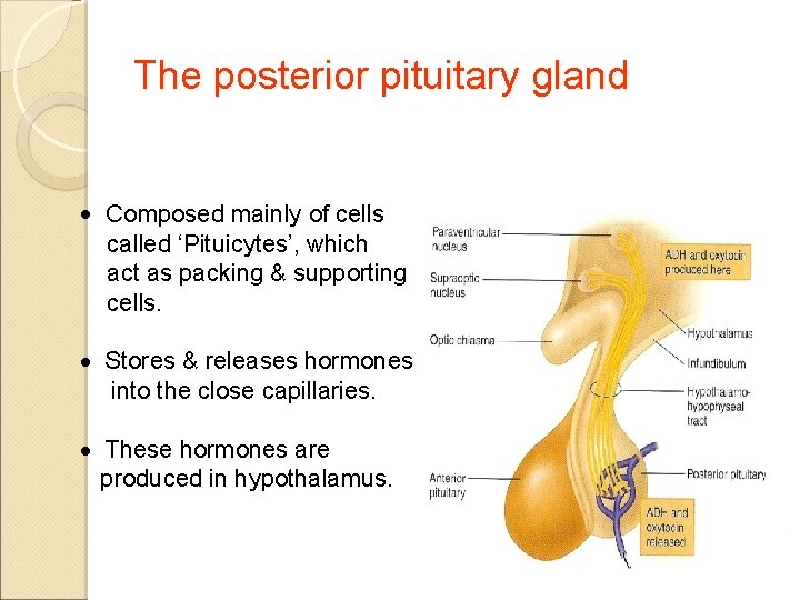 The posterior pituitary gland Composed mainly of cells called ‘Pituicytes’, which act as packing