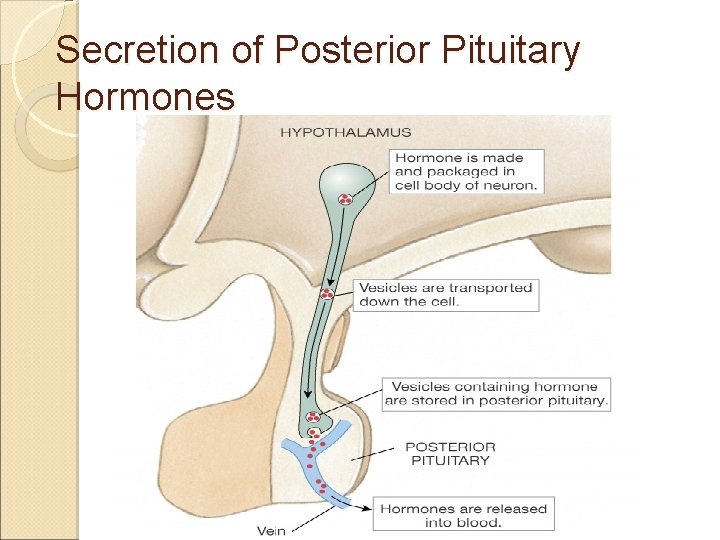 Secretion of Posterior Pituitary Hormones 