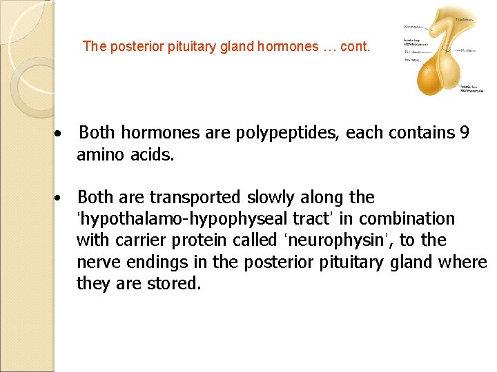 The posterior pituitary gland hormones … cont. Both hormones are polypeptides, each contains 9