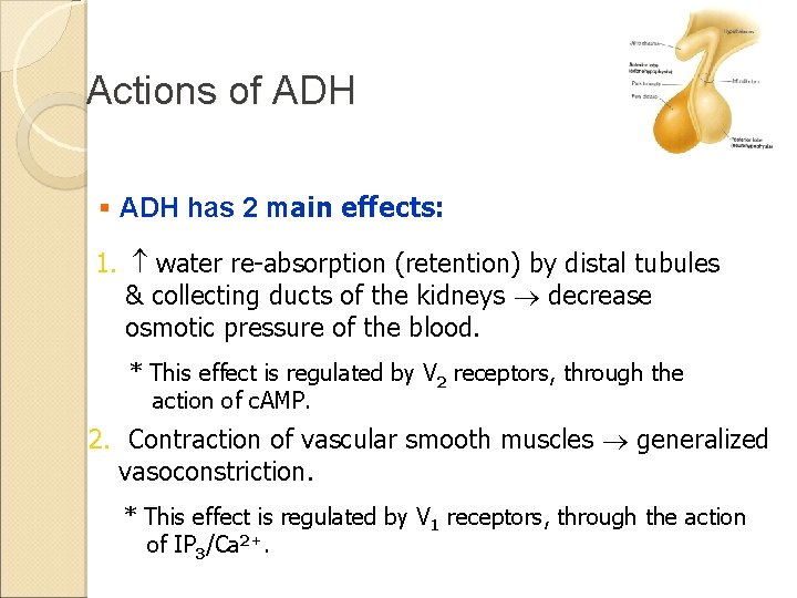 Actions of ADH § ADH has 2 main effects: 1. water re-absorption (retention) by
