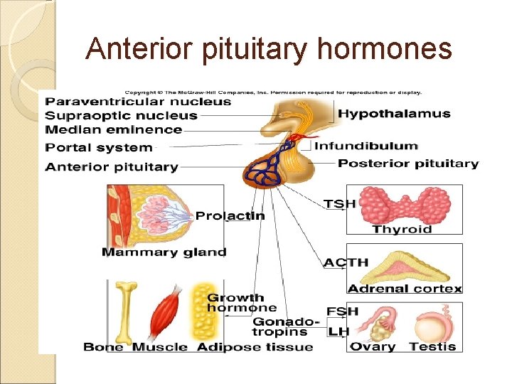 Anterior pituitary hormones 