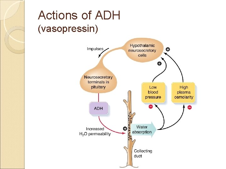 Actions of ADH (vasopressin) 