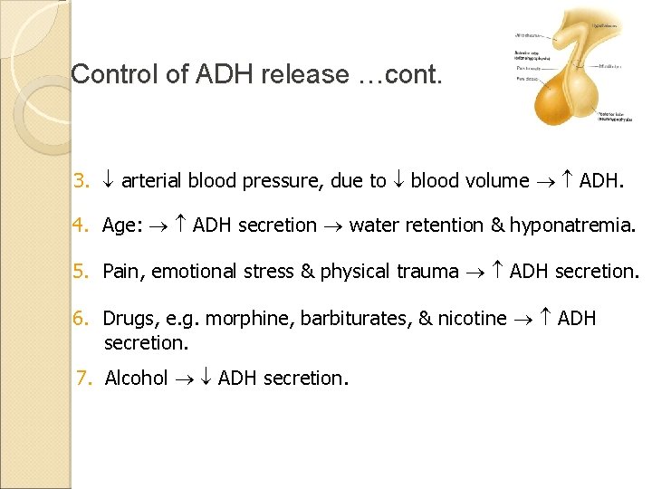 Control of ADH release …cont. 3. arterial blood pressure, due to blood volume ADH.