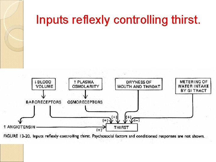 Inputs reflexly controlling thirst. 