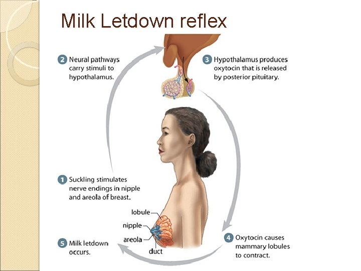 Milk Letdown reflex 