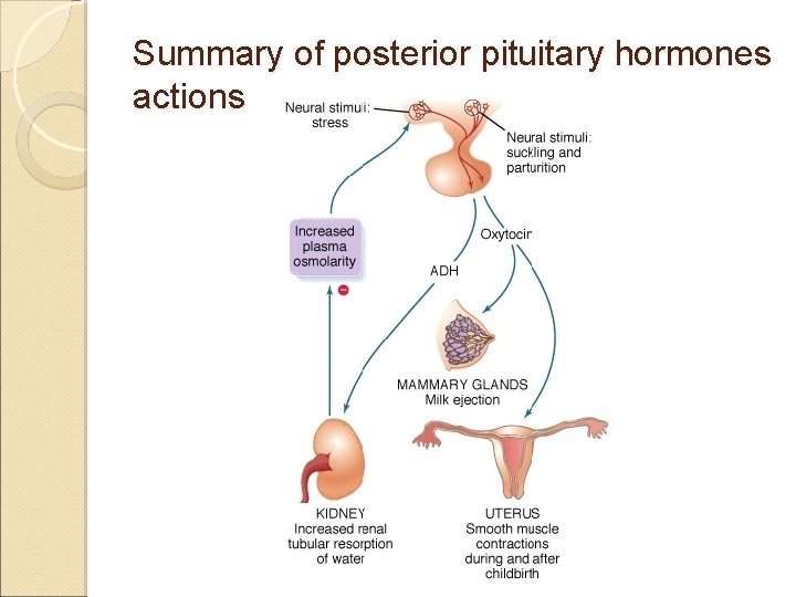Summary of posterior pituitary hormones actions 