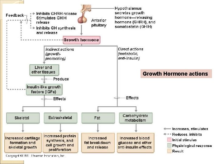 Growth Hormone actions 