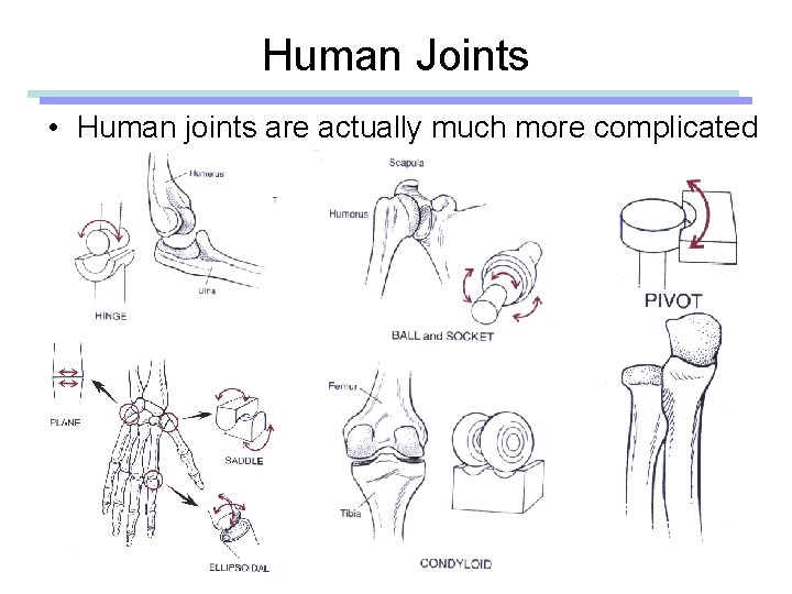 Human Joints • Human joints are actually much more complicated 