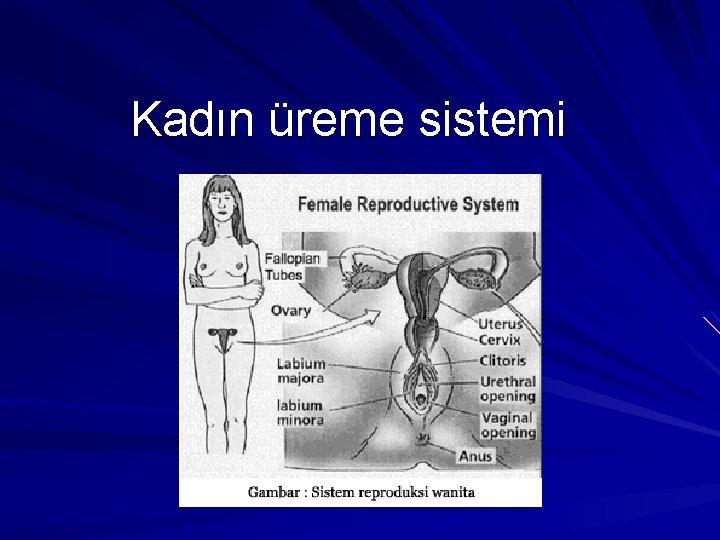 Kadın üreme sistemi 