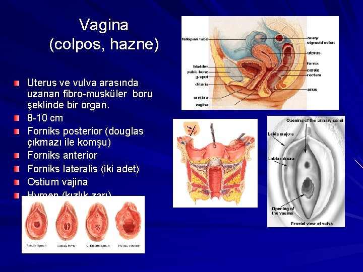 Vagina (colpos, hazne) Uterus ve vulva arasında uzanan fibro-musküler boru şeklinde bir organ. 8