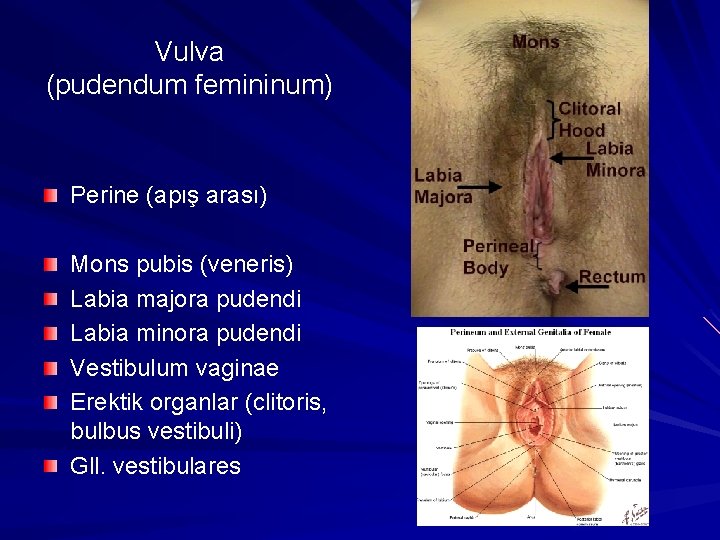 Vulva (pudendum femininum) Perine (apış arası) Mons pubis (veneris) Labia majora pudendi Labia minora