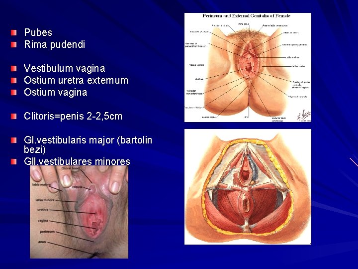 Pubes Rima pudendi Vestibulum vagina Ostium uretra externum Ostium vagina Clitoris=penis 2 -2, 5