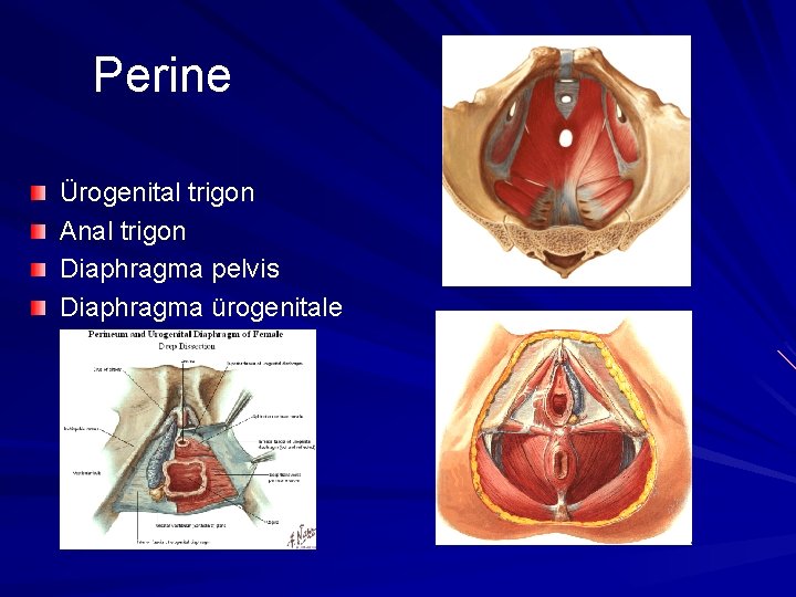 Perine Ürogenital trigon Anal trigon Diaphragma pelvis Diaphragma ürogenitale 