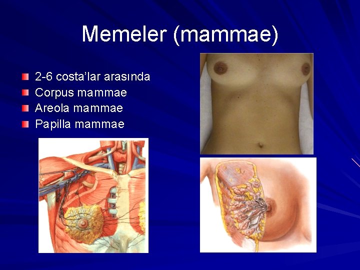 Memeler (mammae) 2 -6 costa’lar arasında Corpus mammae Areola mammae Papilla mammae 