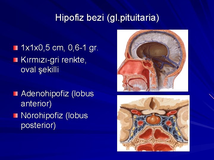 Hipofiz bezi (gl. pituitaria) 1 x 1 x 0, 5 cm, 0, 6 -1