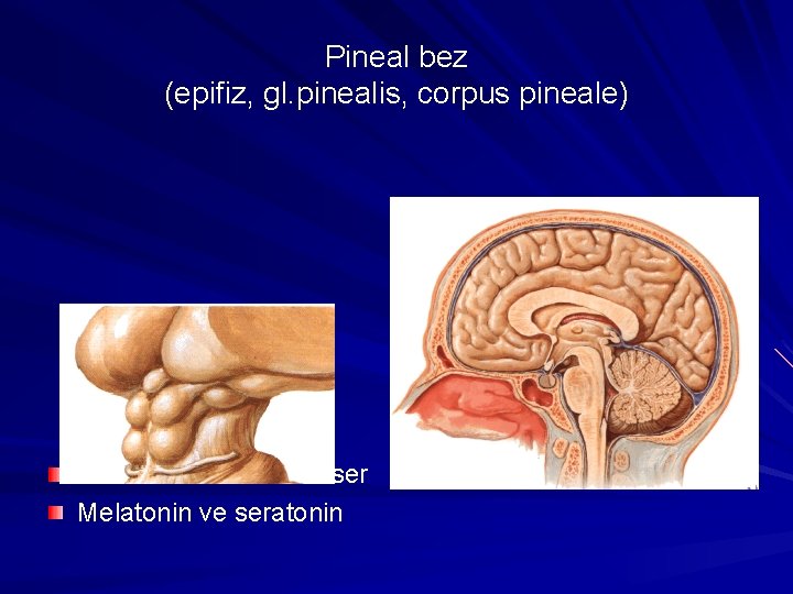 Pineal bez (epifiz, gl. pinealis, corpus pineale) Nöroendokrin transduser Melatonin ve seratonin 