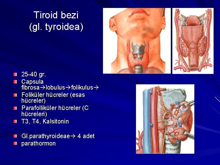 Tiroid bezi (gl. tyroidea) 25 -40 gr. Capsula fibrosa lobulus folikulus Foliküler hücreler (esas