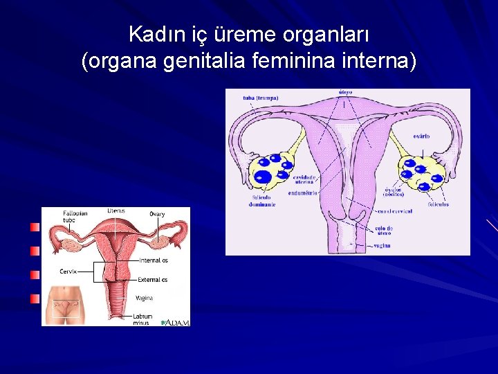 Kadın iç üreme organları (organa genitalia feminina interna) Ovarium Tuba uterina Uterus Vagina 