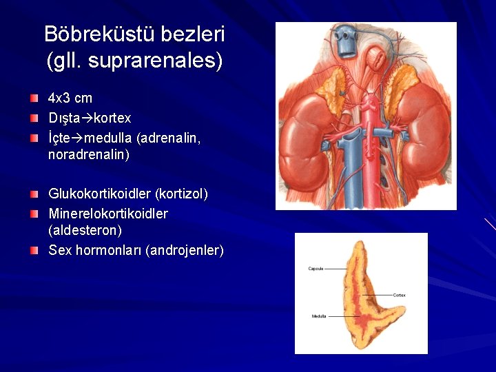 Böbreküstü bezleri (gll. suprarenales) 4 x 3 cm Dışta kortex İçte medulla (adrenalin, noradrenalin)