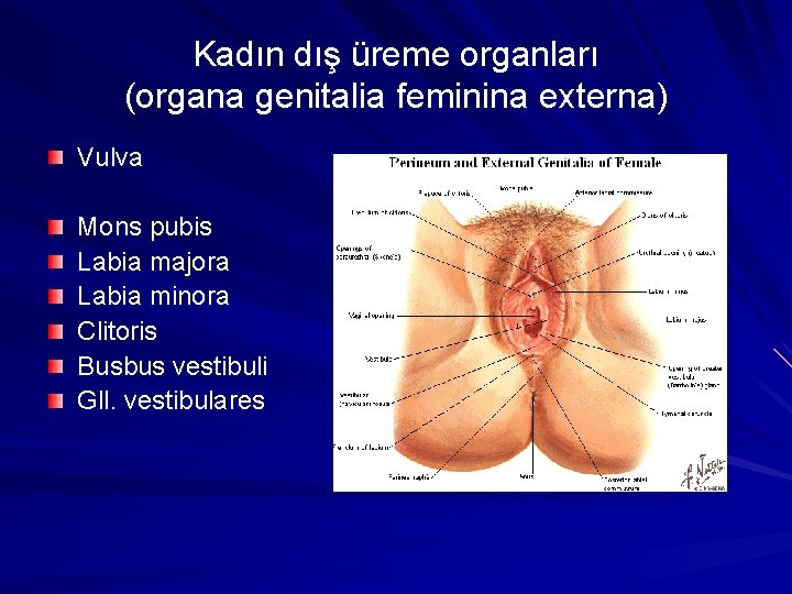 Kadın dış üreme organları (organa genitalia feminina externa) Vulva Mons pubis Labia majora Labia