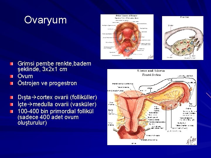 Ovaryum Grimsi pembe renkte, badem şeklinde, 3 x 2 x 1 cm Ovum Östrojen