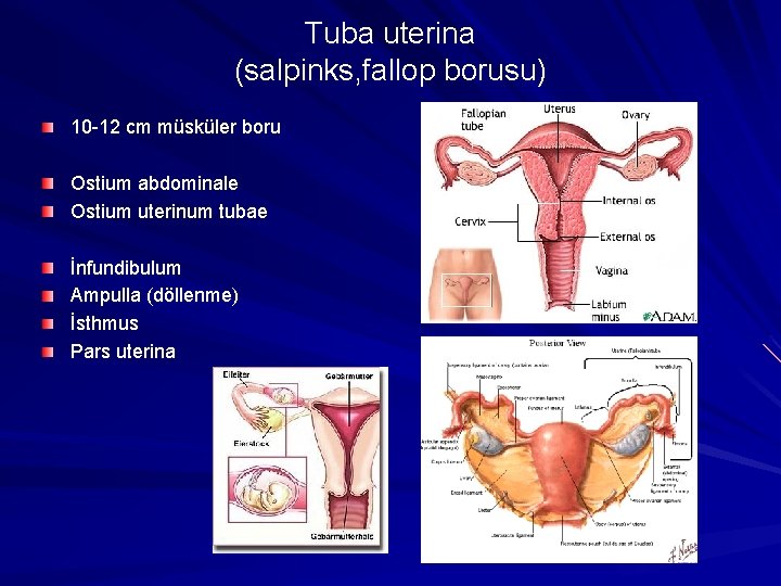 Tuba uterina (salpinks, fallop borusu) 10 -12 cm müsküler boru Ostium abdominale Ostium uterinum