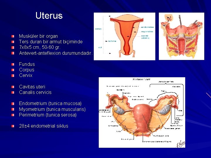 Uterus Musküler bir organ Ters duran bir armut biçiminde 7 x 8 x 5