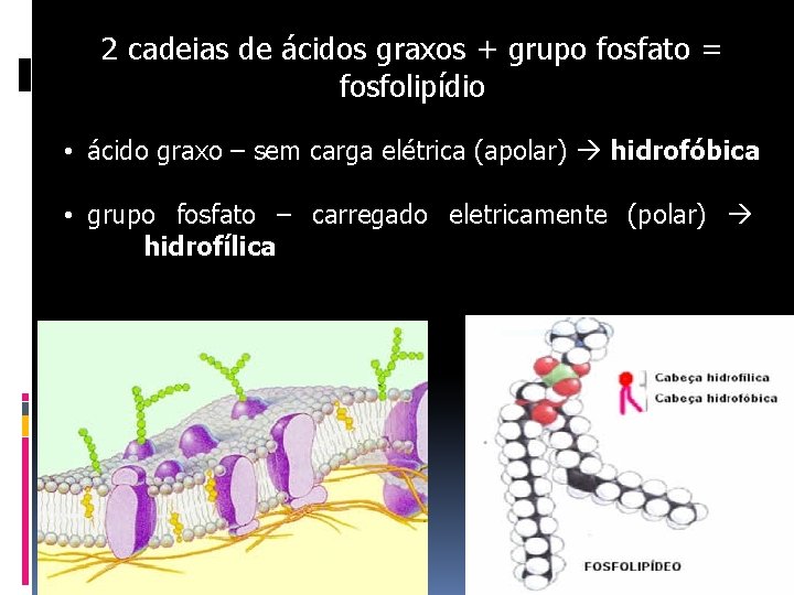 2 cadeias de ácidos graxos + grupo fosfato = fosfolipídio • ácido graxo –