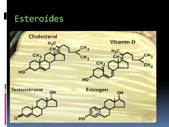Esteroídes 