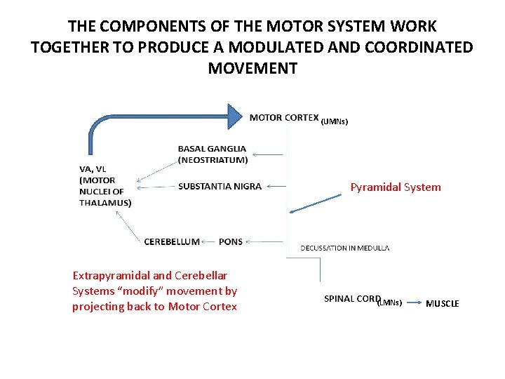 THE COMPONENTS OF THE MOTOR SYSTEM WORK TOGETHER TO PRODUCE A MODULATED AND COORDINATED THE COMPONENTS OF THE MOTOR SYSTEM WORK TOGETHER TO PRODUCE A MODULATED AND COORDINATED