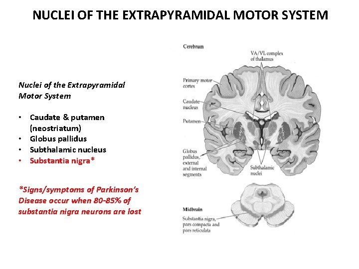 NUCLEI OF THE EXTRAPYRAMIDAL MOTOR SYSTEM Nuclei of the Extrapyramidal Motor System • Caudate NUCLEI OF THE EXTRAPYRAMIDAL MOTOR SYSTEM Nuclei of the Extrapyramidal Motor System • Caudate