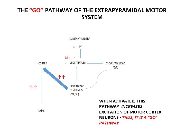 THE “GO” PATHWAY OF THE EXTRAPYRAMIDAL MOTOR SYSTEM ↑↑ WHEN ACTIVATED, THIS PATHWAY INCREASES THE “GO” PATHWAY OF THE EXTRAPYRAMIDAL MOTOR SYSTEM ↑↑ WHEN ACTIVATED, THIS PATHWAY INCREASES