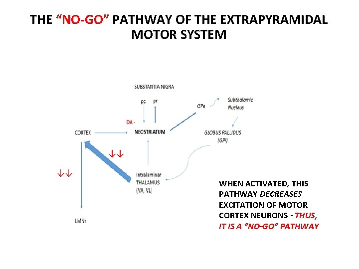 THE “NO-GO” PATHWAY OF THE EXTRAPYRAMIDAL MOTOR SYSTEM ↓↓ WHEN ACTIVATED, THIS PATHWAY DECREASES THE “NO-GO” PATHWAY OF THE EXTRAPYRAMIDAL MOTOR SYSTEM ↓↓ WHEN ACTIVATED, THIS PATHWAY DECREASES