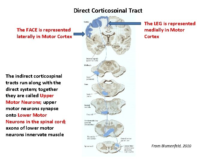 Direct Corticospinal Tract The FACE is represented laterally in Motor Cortex The LEG is Direct Corticospinal Tract The FACE is represented laterally in Motor Cortex The LEG is