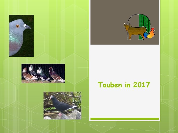 Tauben in 2017 