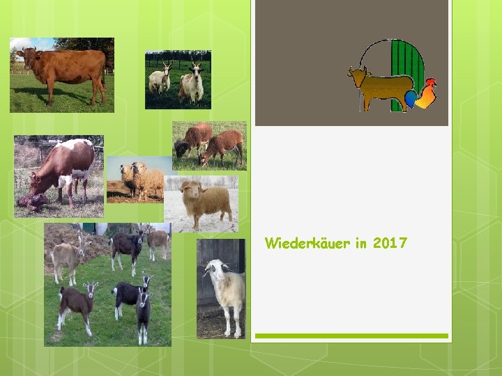 Wiederkäuer in 2017 