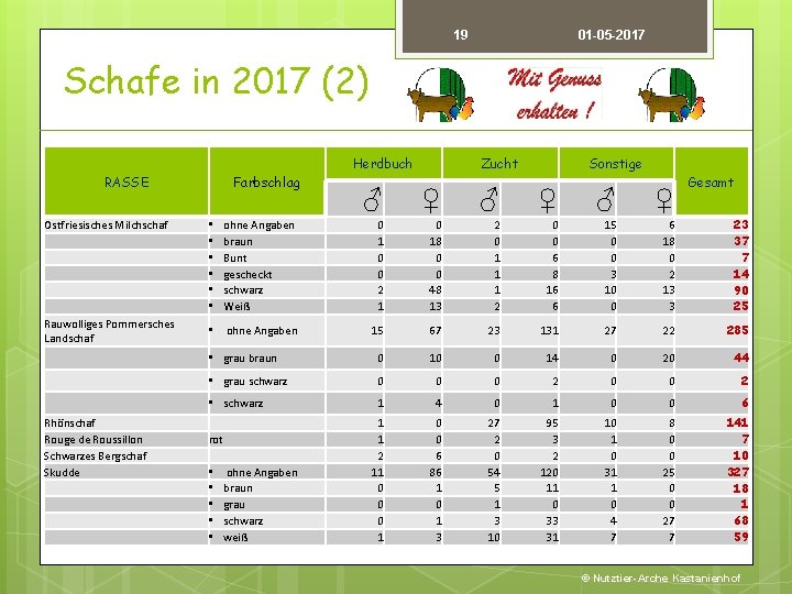 19 01 -05 -2017 Schafe in 2017 (2) RASSE Ostfriesisches Milchschaf Rauwolliges Pommersches Landschaf