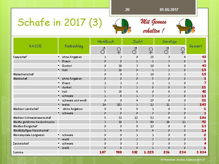 20 01 -05 -2017 Schafe in 2017 (3) RASSE Soayschaf • • Walachenschaf Waldschaf